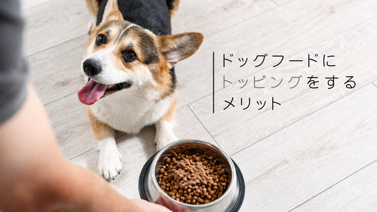 ドッグフードへトッピングをするメリット