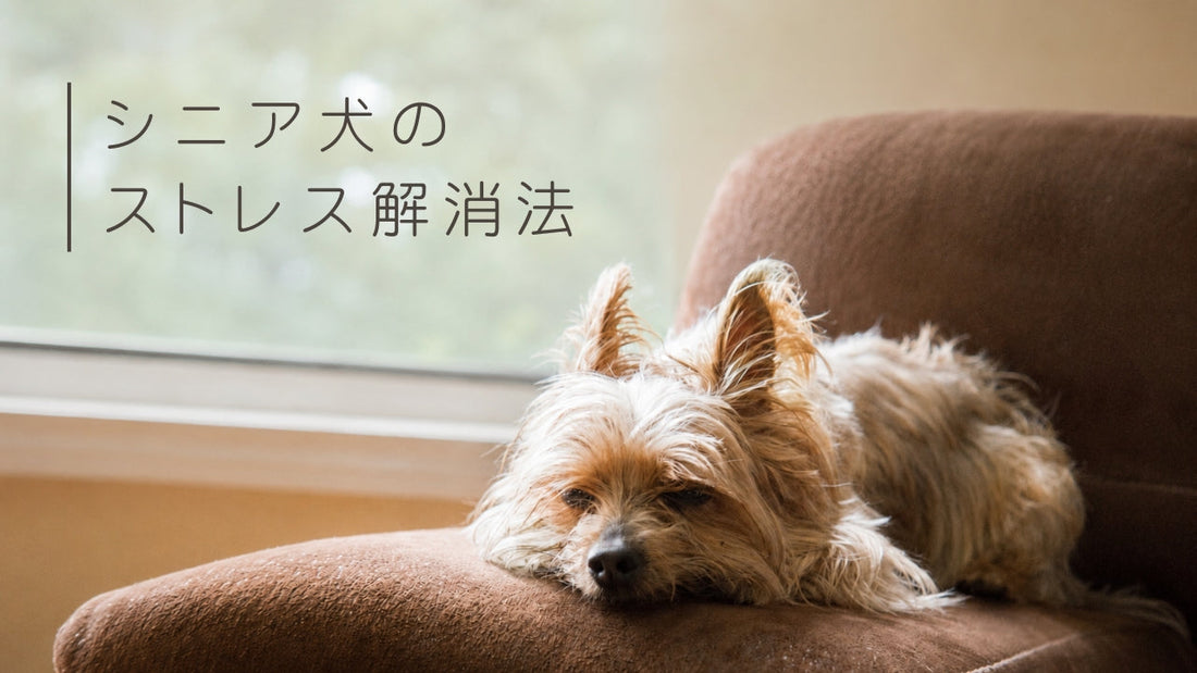 老犬・シニア犬のストレス解消法
