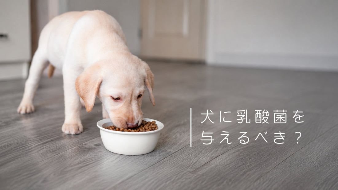 犬に腸内環境を整えるために乳酸菌を与えるべき