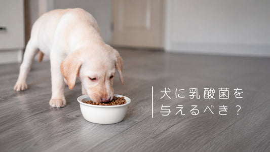 犬に腸内環境を整えるために乳酸菌を与えるべき