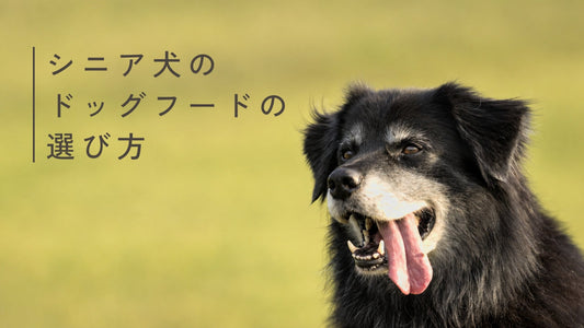 老犬・シニア犬のドッグフードの選び方
