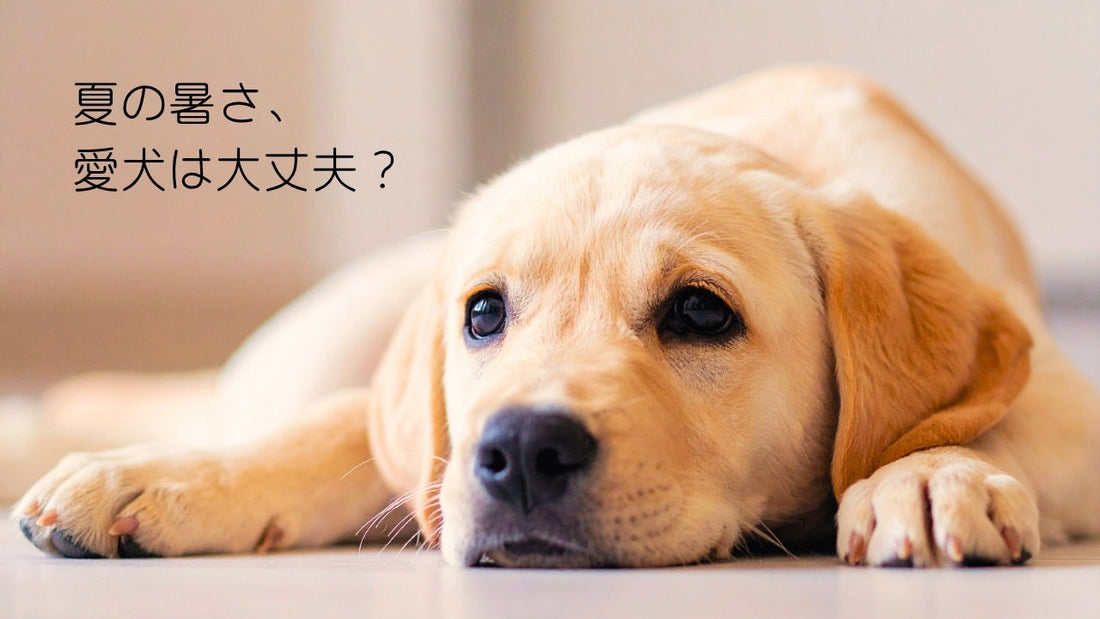 犬の熱中症対策