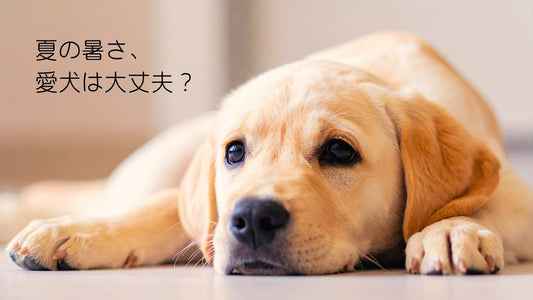 犬の熱中症対策