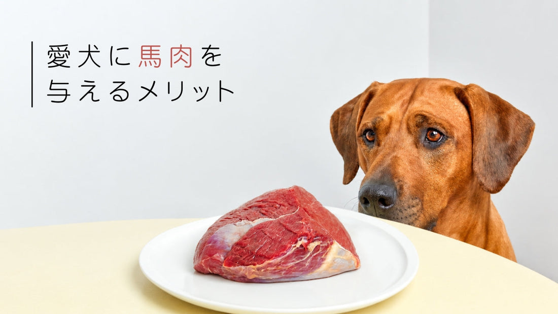 犬に馬肉ドッグフードを与えるメリット