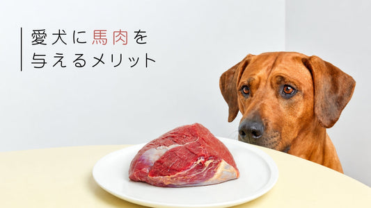 犬に馬肉ドッグフードを与えるメリット