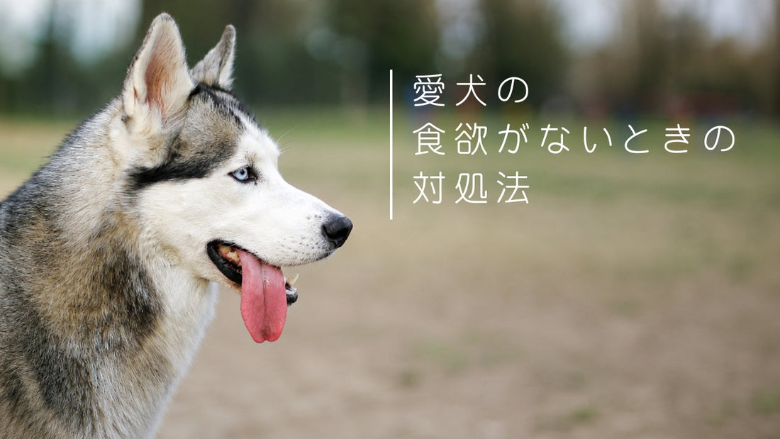 愛犬の食欲がないときの対処法