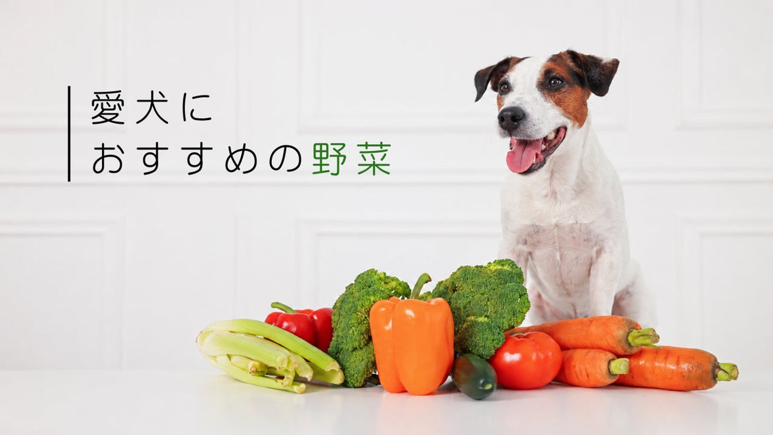 愛犬におすすめの野菜。熱中症予防にも