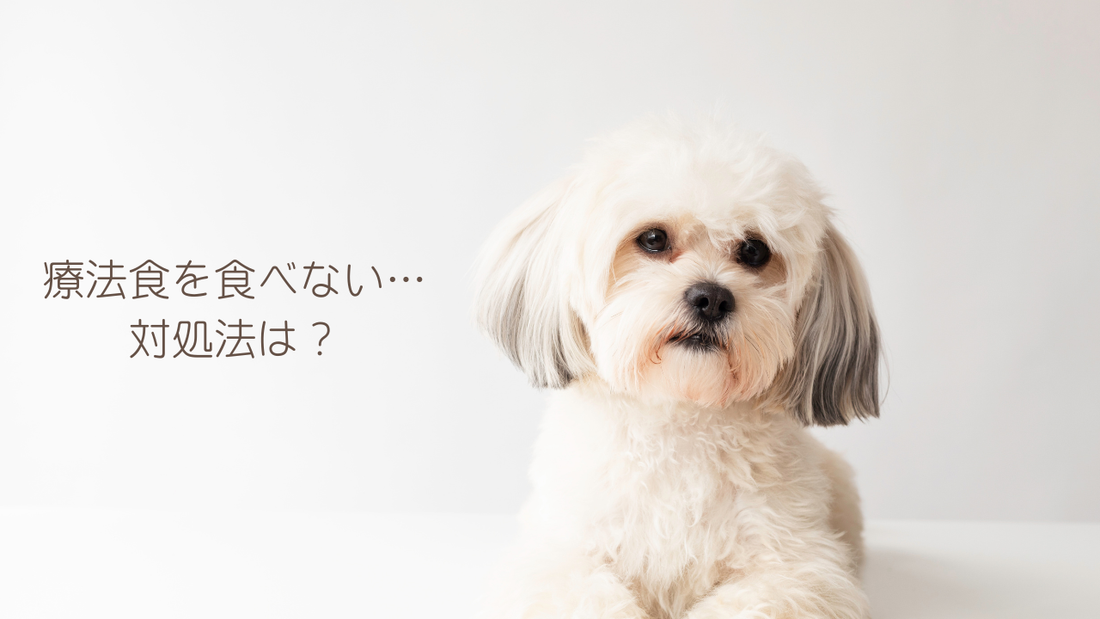 腎臓病 療法食を食べない… 対処法は？