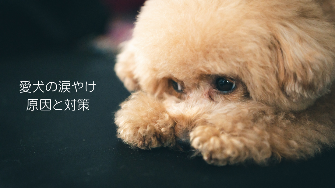 愛犬の涙やけ原因と対策