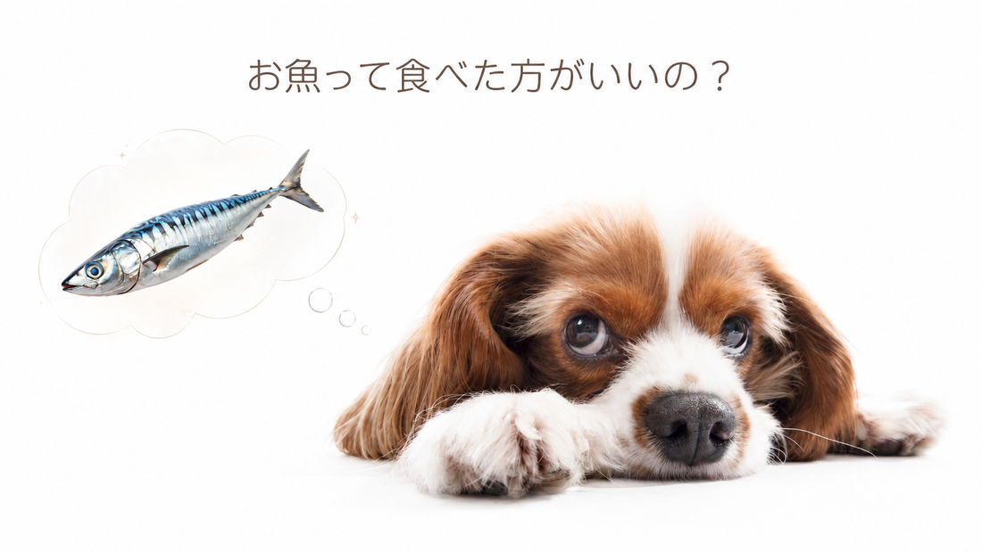 【獣医師執筆】犬に魚を与えるメリットと栄養素、食べさせ方について解説