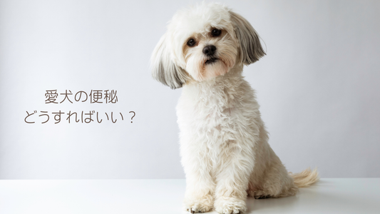 犬の便秘解消方法について