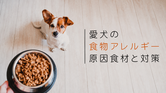 犬の食物アレルギー原因食材は？対策とフードの選び方