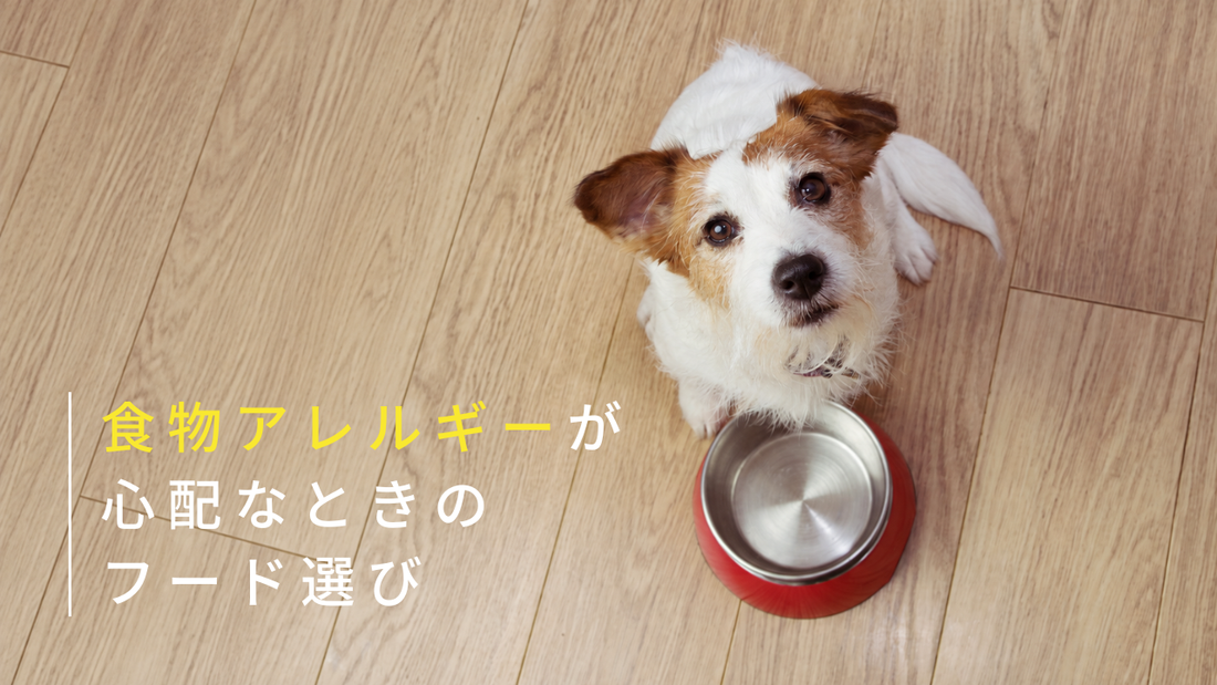 【獣医執筆】愛犬の食物アレルギーが心配！症状・食べ物とフード選びのポイント