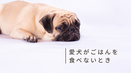 【獣医師執筆】犬がごはんを食べない理由と対処法
